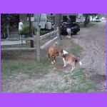 Belle Makes Friends.jpg